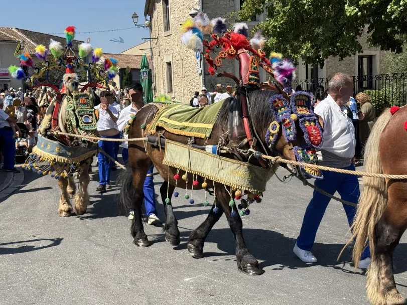 Chevaux attelés en flèche pendant la Saint-Éloi dans les Alpilles.